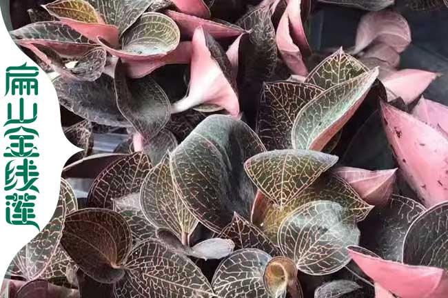 青浦金線(xiàn)蓮干品