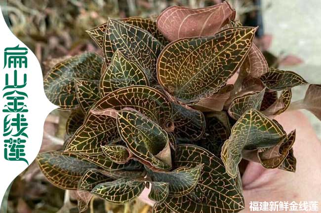 仿野生 甘孜金線(xiàn)蓮種植基地 甘孜紅霞大圓葉瓶裝苗0.9元/珠