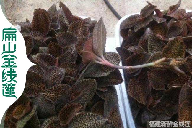 資陽金線蓮種苗批發(fā)