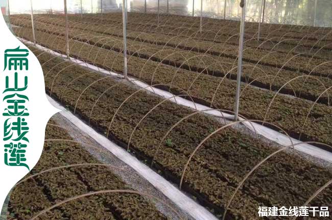 各省金線(xiàn)蓮種植方法與林下種植金線(xiàn)蓮特點(diǎn) 陽(yáng)光溫度濕度