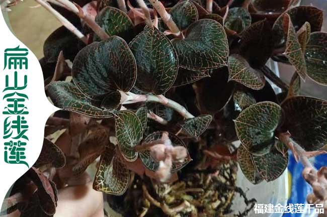 臺(tái)州新鮮金線蓮批發(fā)