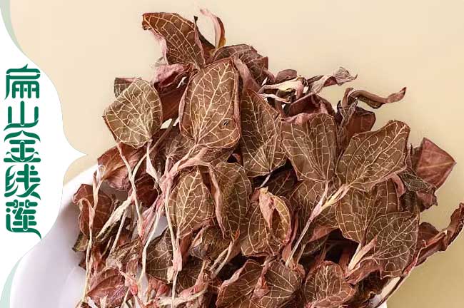 各省金線(xiàn)蓮種植方法與林下種植金線(xiàn)蓮特點(diǎn) 陽(yáng)光溫度濕度