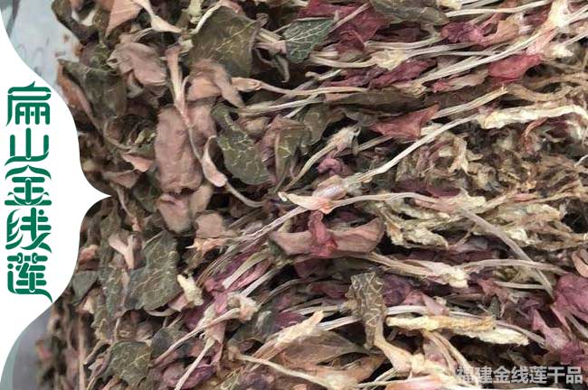 衢州金線蓮干貨批發(fā)