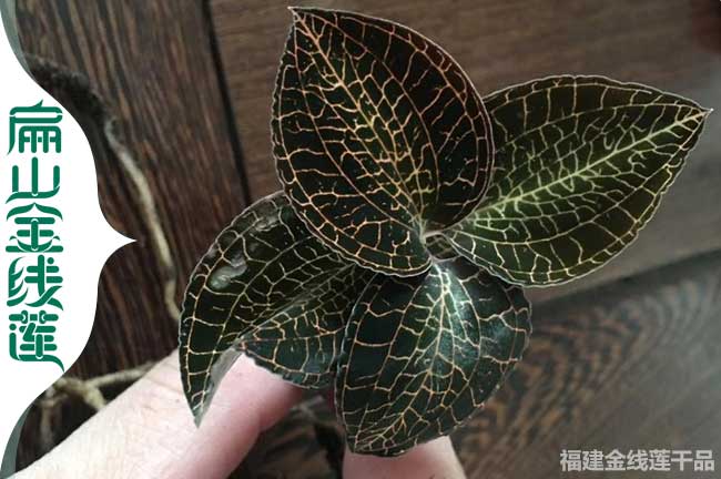 15號(hào)樂(lè)山金線蓮種苗 樂(lè)山金線蓮干貨 市場(chǎng)批價(jià)385元/250克