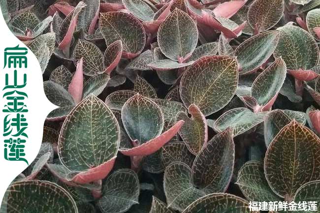 Z張家口邯鄲金線蓮種植基地 河北金線蓮種苗0.69元/珠批發(fā)