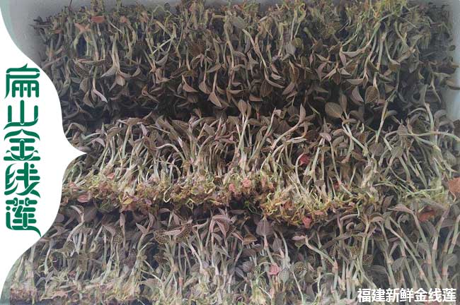 商洛新鮮金線蓮價格