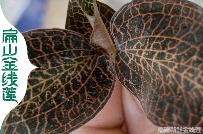 大甘肅的金線蓮種植基地 甘肅金線蓮干貨種苗批發(fā)價(jià)格0.89元