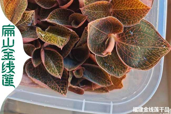 達(dá)州WO公司大型金線蓮種苗 四川金線蓮苗種植基地0.98元/珠
