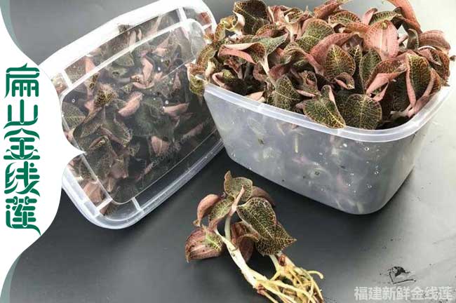 扁山 滄州衡水金線蓮種苗和金線蓮干貨批發(fā)什么價(jià)格0.6元/珠