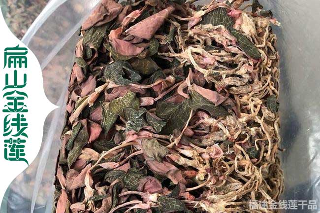 商洛金線蓮干貨批發(fā)