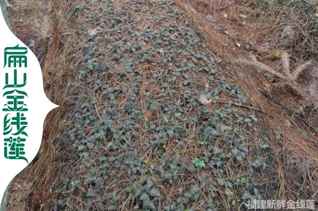商洛金線蓮林下種植