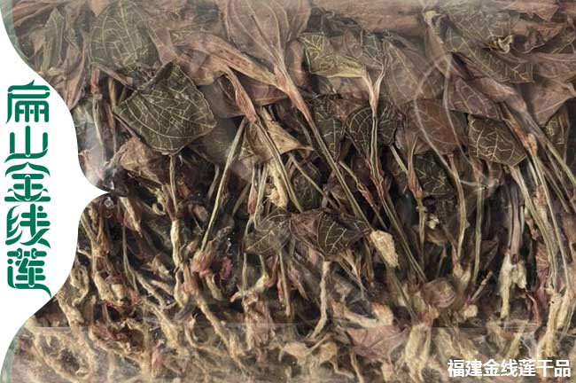 干貨 麗水金線蓮種苗品種 麗水紅霞大葉圓葉批發(fā)價格1元一顆