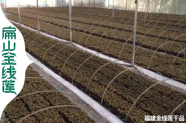 三地 合肥蚌埠蕪湖金線蓮種植標準基地 種苗批發(fā)價0.38元/顆