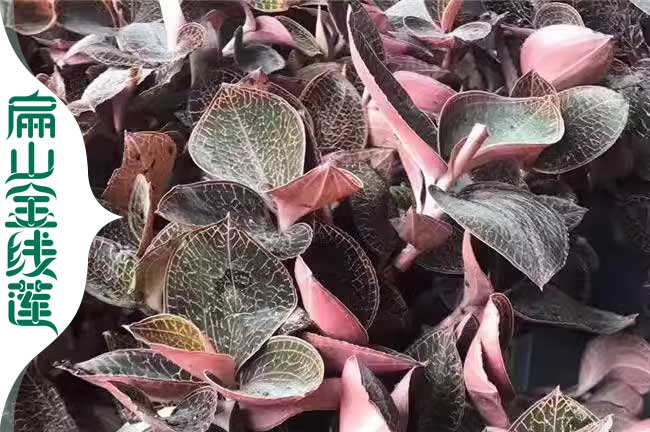 英雄 涼山金線蓮種苗培育 大葉干貨 福建臺(tái)灣紅霞批發(fā)價(jià)1元