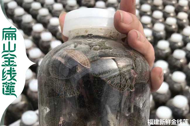 秦皇島金線蓮種苗