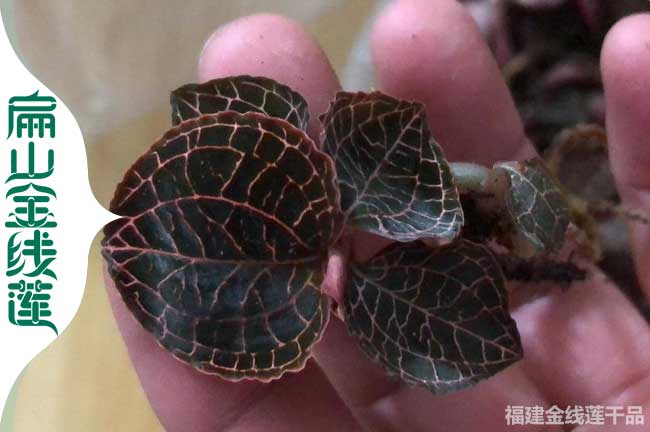 資陽紅霞金線蓮苗批發(fā)