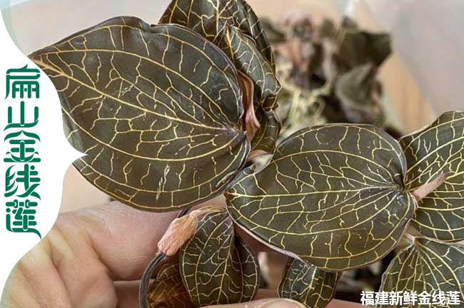 銷(xiāo)德陽(yáng)的金線蓮種苗 德陽(yáng)紅霞大葉加葉金線蓮苗批發(fā)0.7元/珠