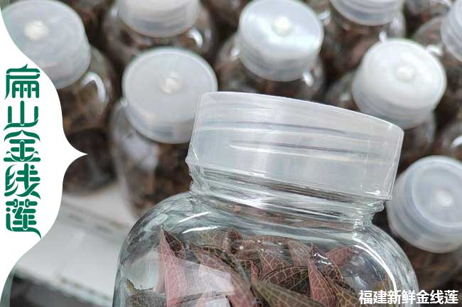 1J福建金線(xiàn)蓮培育基地送貨 三明福州廈門(mén)寧德種植0.68元/顆