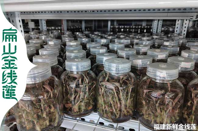 扁山商洛的金線(xiàn)蓮種植標(biāo)準(zhǔn)基地 商洛批發(fā)金線(xiàn)蓮種苗0.8元/珠