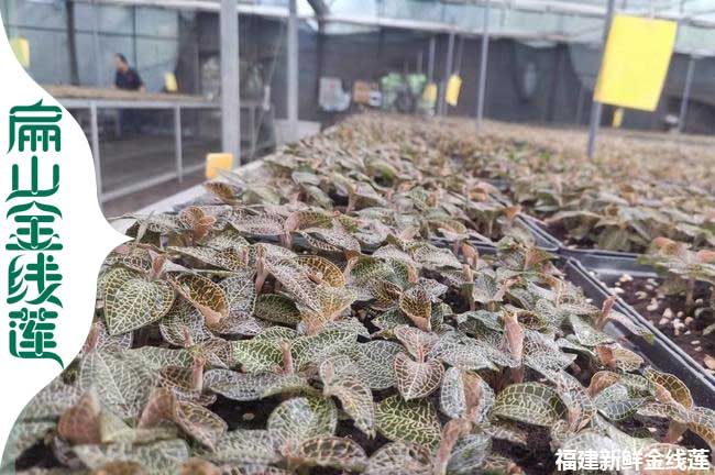 金線蓮種植工人招聘 臨汾呂梁運城種苗培育規(guī)?；a(chǎn)基地2
