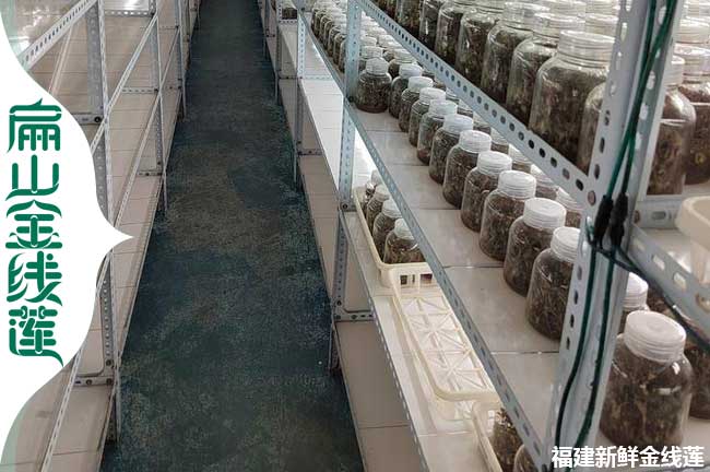 H紅霞種苗 邢臺張家口大葉金線蓮種苗種植干貨基地0.8元/珠