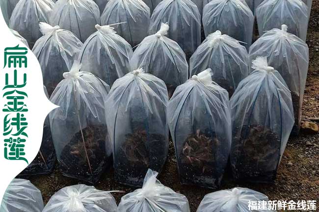 大規(guī)模 寶雞的金線(xiàn)蓮種苗種植干貨批發(fā)寶雞林下基地480元/斤