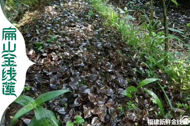 大阜陽宣城滁州金線蓮種植基地 安徽紅霞種苗批發(fā)價格3元