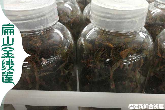 西寧瓶裝金線蓮苗