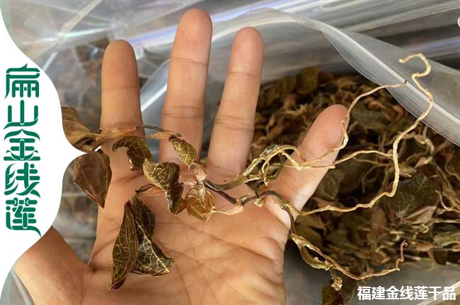 普陀金線蓮干品