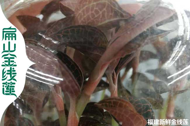 達(dá)州瓶裝金線(xiàn)蓮