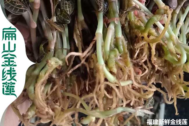 樂(lè)山新鮮金線蓮