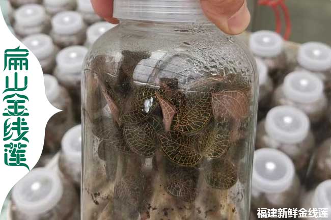 奉賢瓶裝金線(xiàn)蓮種苗