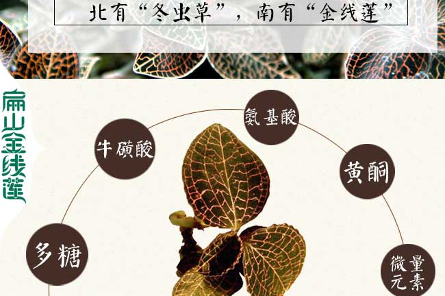 海東金線蓮營(yíng)養(yǎng)價(jià)值