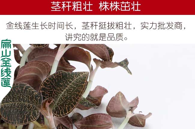 北京紅霞金線蓮種苗