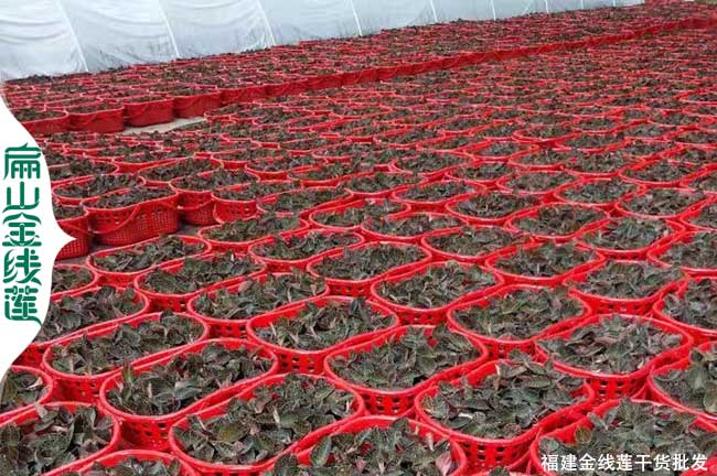 北京金線蓮種苗批發(fā)