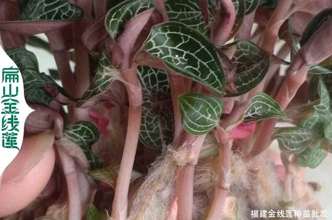 德陽(yáng)金線蓮種苗批發(fā)