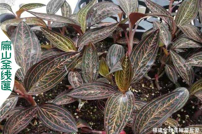 襄陽紅霞金線蓮種苗