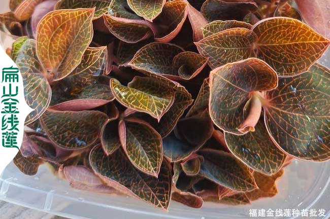 臺灣尖葉金線蓮種苗