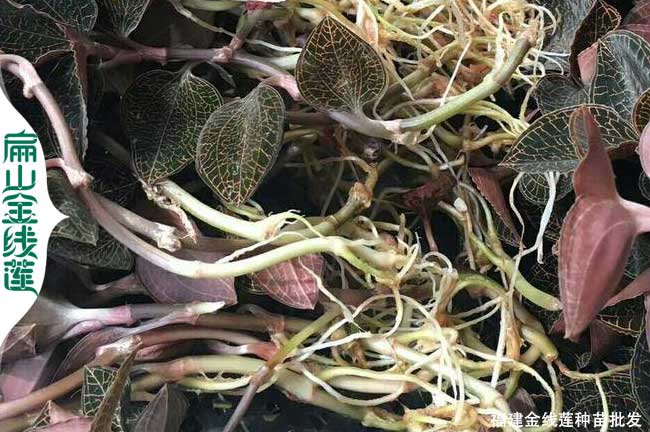 甘肅新鮮金線蓮批發(fā)