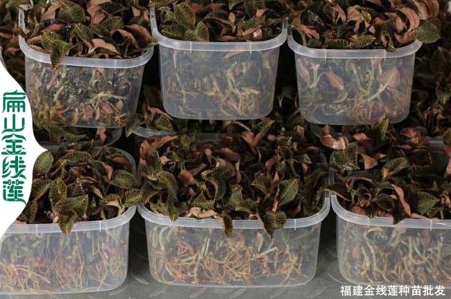 南靖金線蓮批發(fā)