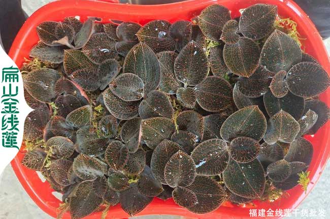 福建大葉金線蓮栽培