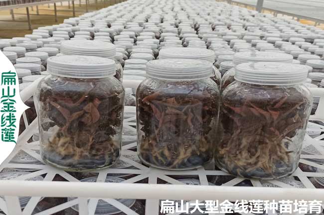 樂(lè)山瓶裝金線蓮種苗
