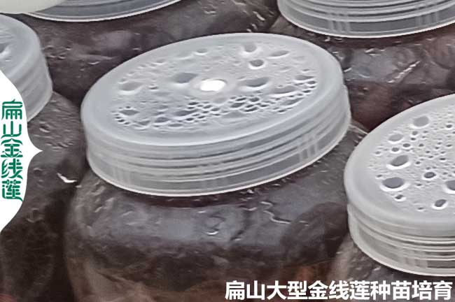 海南金線蓮瓶裝苗
