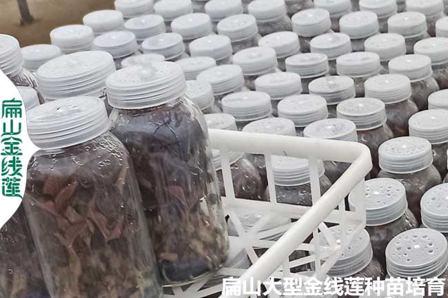 臺(tái)灣金線蓮瓶裝苗