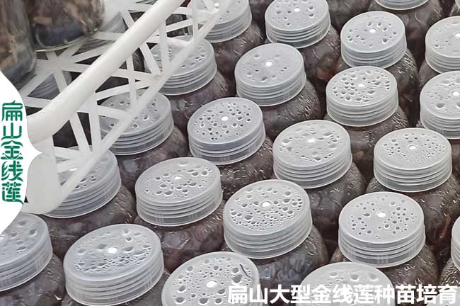 四川瓶裝金線(xiàn)蓮干貨