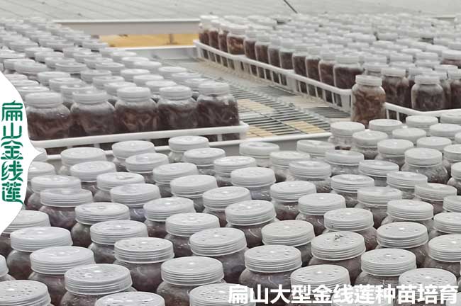 福建瓶裝金線蓮種苗