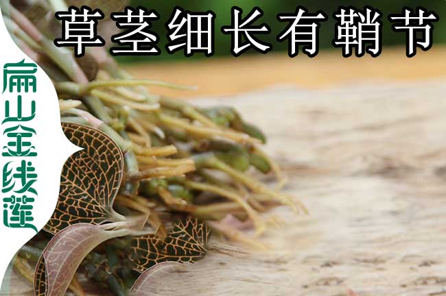 豬場(chǎng)金線蓮種植