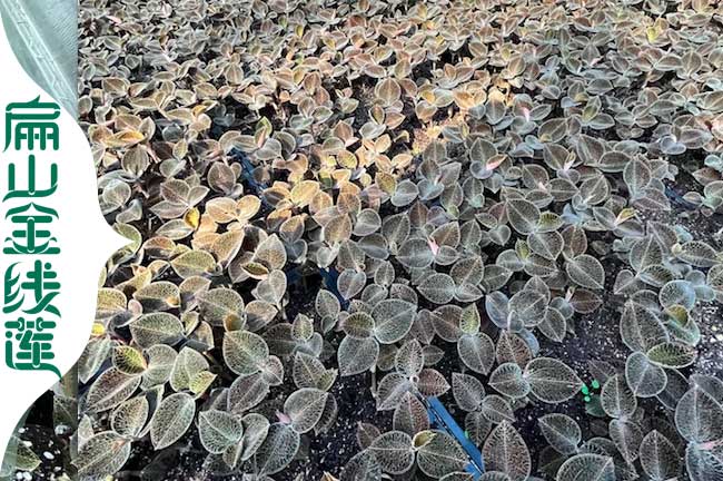 浙江金線(xiàn)蓮種植環(huán)境