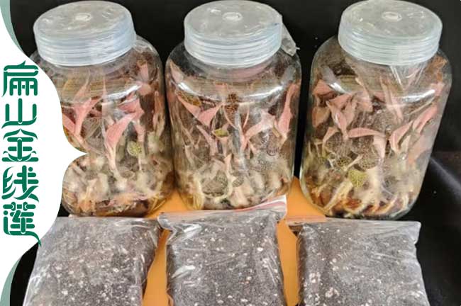 貴州金線(xiàn)蓮育苗技術(shù)