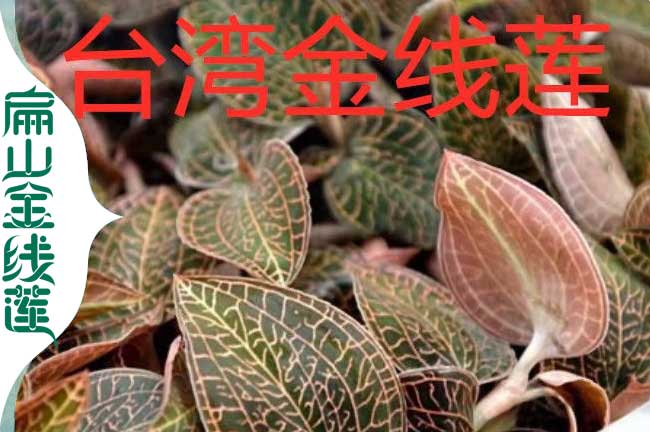 東莞臺灣金線蓮種植